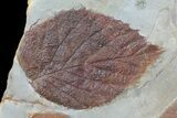 Four Fossil Leaves (Zizyphoides, Davidia & Corylus) #68349-2